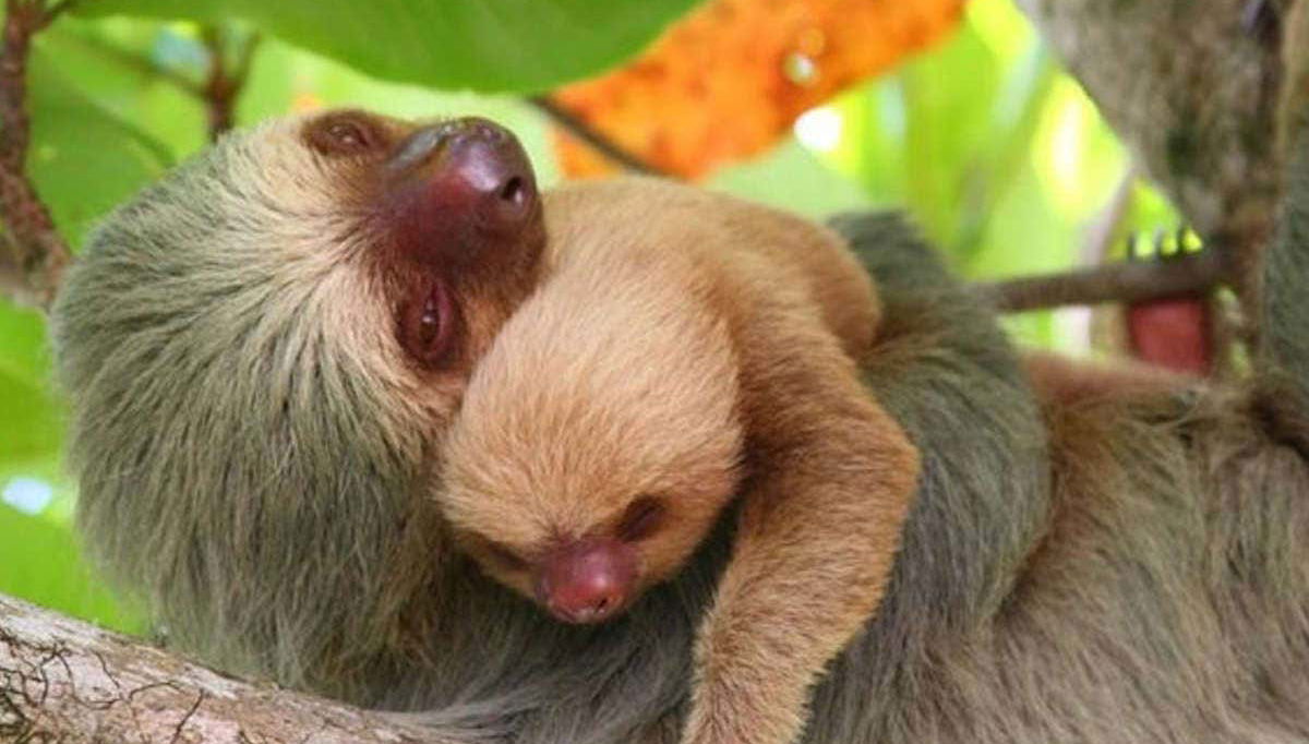 Manuel Antonio National Park Day Trip - Foto 1