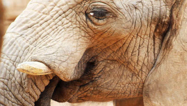 Excursão a Valência + Bioparc