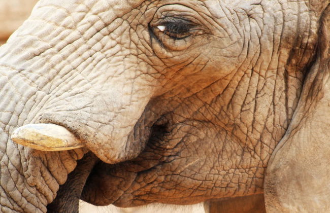 Excursão a Valência + Bioparc - Foto 5