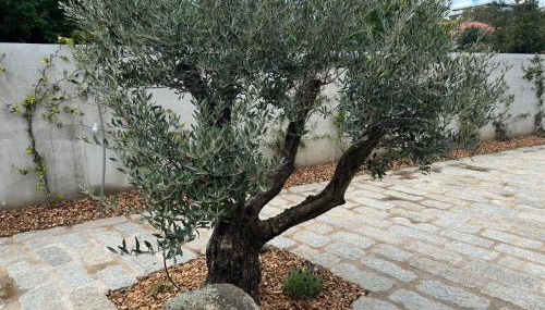 La petite maison Corse - Foto 4, Garden