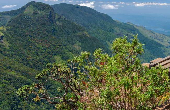 Excursion privée au Parc national de Horton Plains - Photo 5