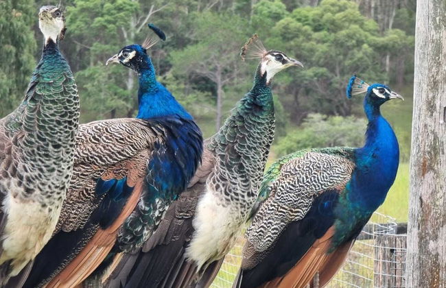 Clandulla Cottages - Foto 42