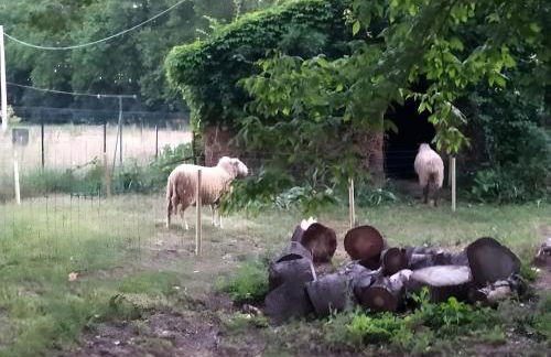 Ferme Pédagogique Bordeneuve - Foto 34