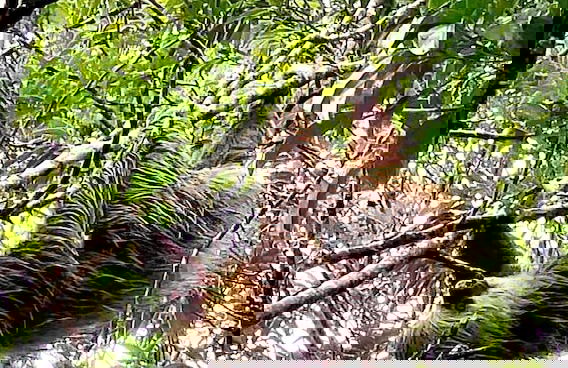 Monteverde Magic Mountain - Foto 37