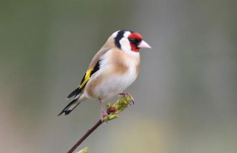 Drumguish Cottage - Foto 76