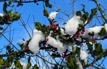 Hollybush Lodges - Foto 71