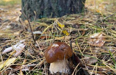 Kurort Mirowice-domek w lesie, z balią z jacuzzi i hydromasażem - Foto 53