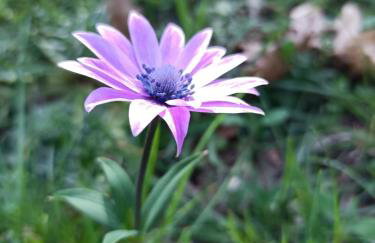 CASA DIDYMA - Foto 67