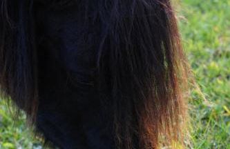 Ferienhof Schulz - Foto 7