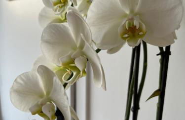 Le petit paradis - Foto 39