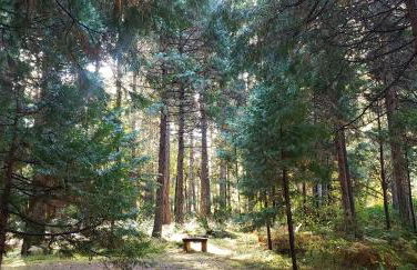 Blissful Solitude Cottage - Foto 60