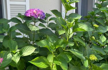 Residenza Ambrogi - Foto 34