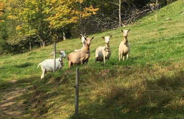 Romantisches Schwarzwaldhaus - Foto 8