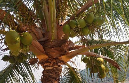 A Casa da Ilha de Itacuruçá - Aps - Foto 11