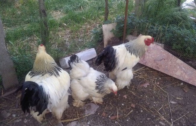 Agriturismo Le Giare - Country House - Photo 22