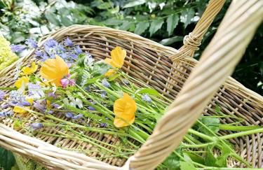 Bluebell Cottage Lurley Manor - Foto 24