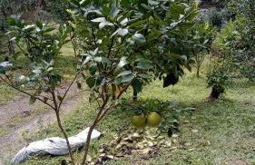 Rancho Maria Flor - Photo 24