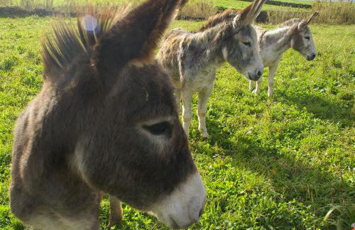 Moinho Mó da Praia - Foto 56
