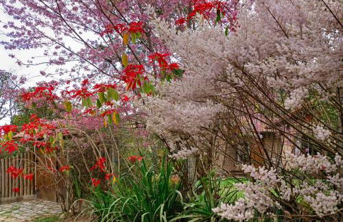 Chalé Flores e Amores - Photo 18