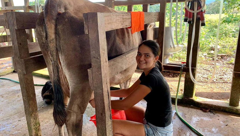 Cheese & Yoghurt Workshop in Puerto Inca - Photo 3, Puerto Inca milking process