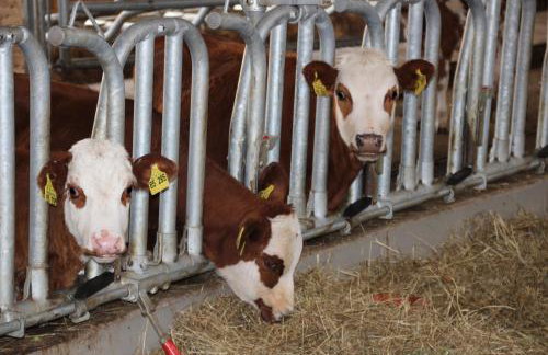 Ferienbauernhof-Holops - Foto 19