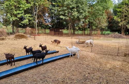 Agriturismo - La capra amaltea - Foto 47