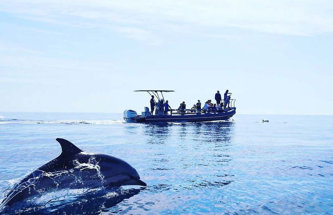 Avistamiento de cetáceos en el golfo de Tarento - Foto 2