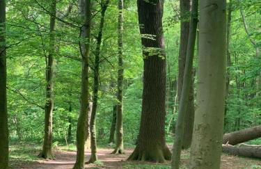 Boddenhus Loissin - Foto 21