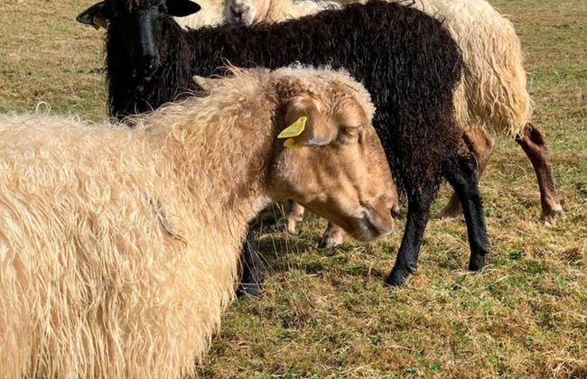 Agroturismo Urresti - Foto 37