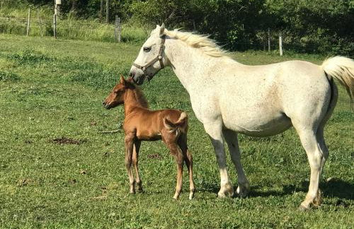 Gîtes Belle Vue - Photo 47