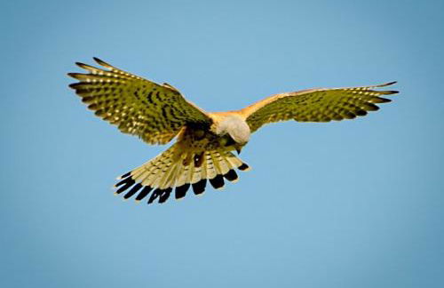 Gemütliche Ferienwohnung mit Terrasse, im Schwarzwald - Foto 24