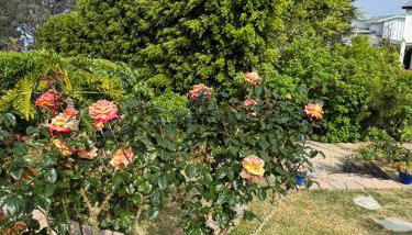 Guesthouse in Coastal Del Mar, California - Foto 2, Garden view