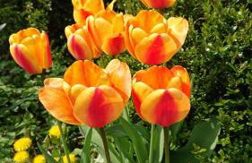 Schöne EinliegerWhg (74m²) in Villa mit Traumlage - Foto 46