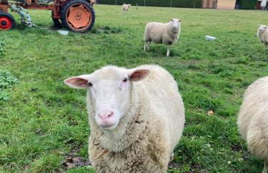 Ferienwohnung an der Zschopau - Foto 19