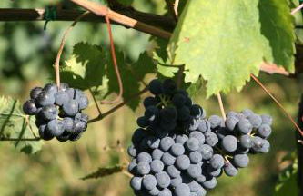 Tenuta Santini - Foto 23