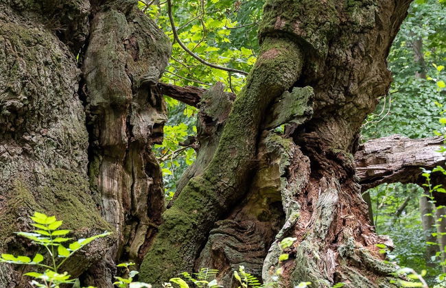 Woodland Holiday Home in Jægerspris with Hot Tub - Foto 8