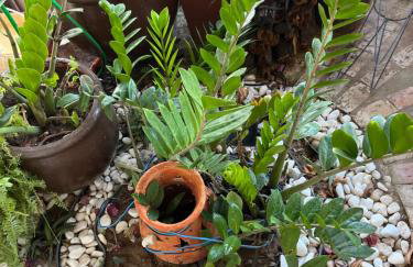 Bahia house - Foto 4