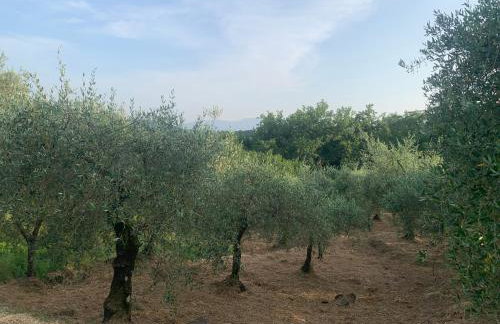 Il gatto e la volpe 1 - Foto 52