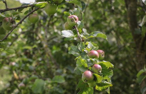 Harry's Lodge - Foto 22