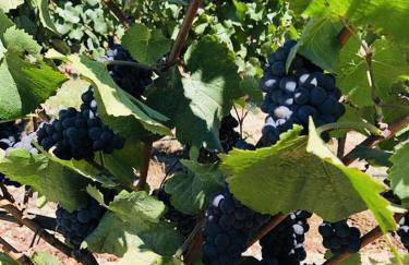 Green Valley, Sonoma County Vacation Rental at a Working Winery - Foto 27