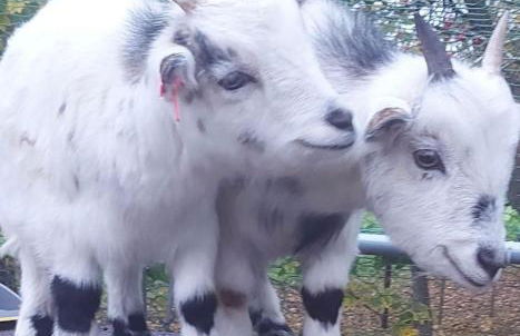 Delightful cosy shepherd's hut at Victorian Station - Foto 20