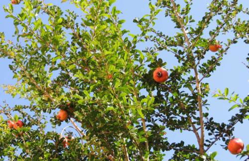 Provarma hills luxury villa gerani - Foto 11