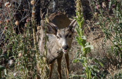 Sunset Mountain Views near Town on 3 Private Acres - Foto 36