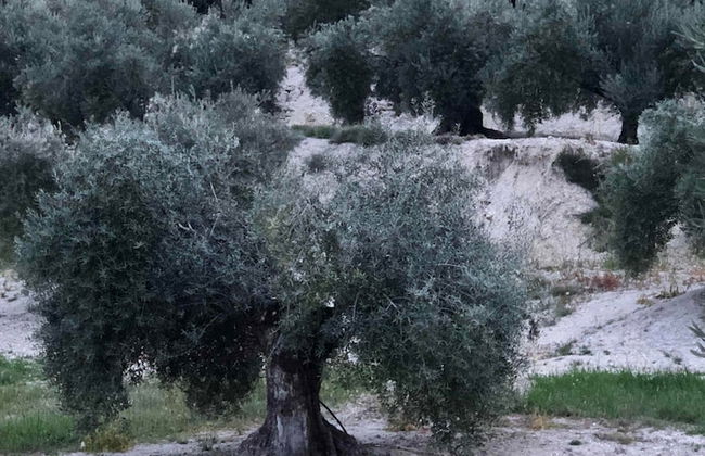 Casa de la Cañada - Foto 64