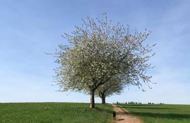 Schwarzwaldmädel - Foto 18