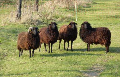 RheinWeinBoppard 2 - mit Rheinblick - Foto 80