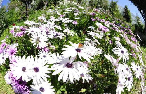 Heracles Guesthouse - Photo 54