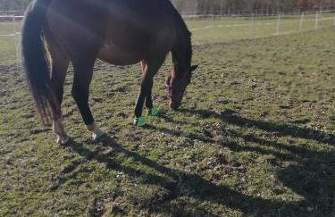Zielenina Leśny Domek - Foto 6