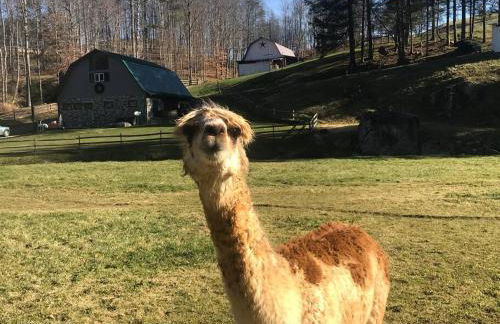 Full Access to our Farm & Petting ZOO + Hot Tub! - Foto 15