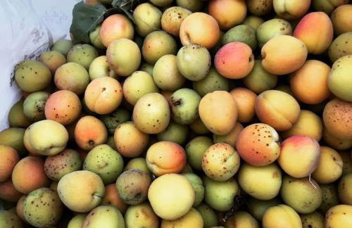 Villa I Camini - Outbuilding, dependance - Swimming pool - Garden - BBQ and fireplaces - Soccer field - Foto 49